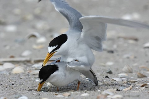 Little Tern (Sternula albifrons) pair mating, Lower Saxony, Germany