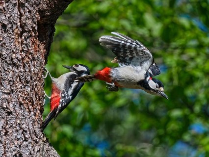 Pair of great spotted woodpeckers at their breeding den