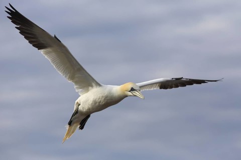 Northern Gannet (Morus bassanus) flying, Schleswig-Holstein, Germany