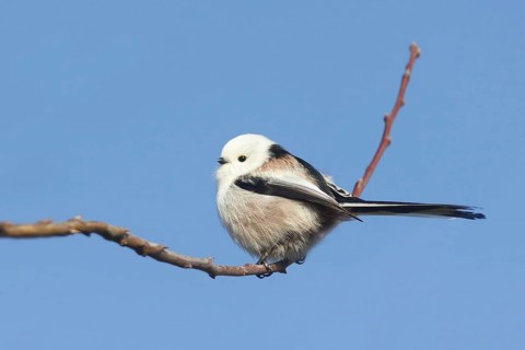 Long-tailed Tit (Aegithalos caudatus), Baden-Wuerttemberg, Germany