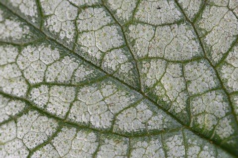 Caucasian forget-me-not (Brunnera macrophylla Jack Frost), leaf pattern, Emsland, Lower Saxony,