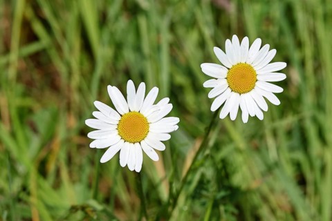 Marguerite (Leucanthemum vulgare), two flowers in a meadow, Wilnsdorf, North Rhine. Westphalia,