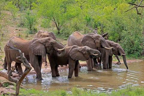 African elephant (Loxodonta africana), adult, juvenile, group, herd, at the water, drinking, Kruger