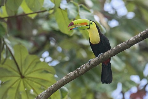 Keel-billed Toucan (Ramphastos sulfuratus), Costa Rica