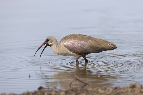Hadada Ibis (Bostrychia hagedash), South Africa