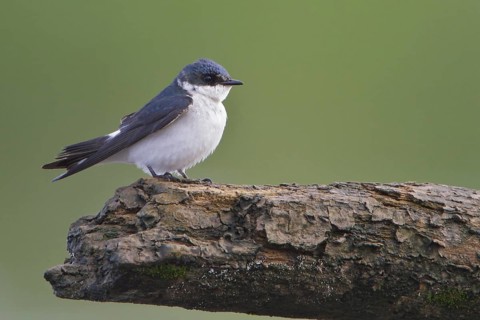 Mangrove Swallow (Tachycineta albilinea) perched on a branch in Costa Rica, Central America