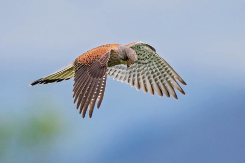 Common Kestrel (Falco tinnunculus) male flying, Baden-Wuerttemberg, Germany