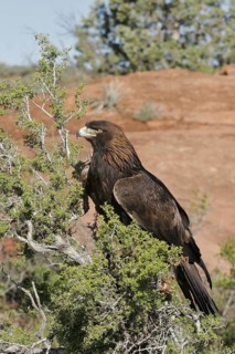 Golden Eagle (Aquila chrysaetos), Utah, USA