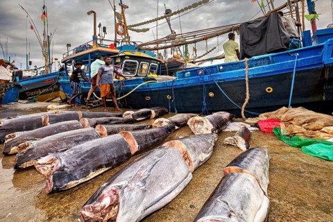Big fish lie on the ground next to fishing boats at the harbor under a cloudy sky, The fishermen at