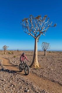 Woman riding a mountain bike, fatbike, between quiver trees (Aloe dichotoma) in the rocky desert at