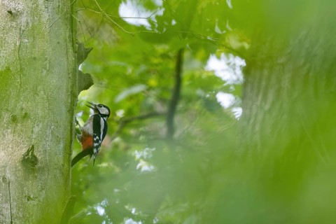 A great spotted woodpecker (Dendrocopos major) knocking on the trunk of a tree surrounded by green