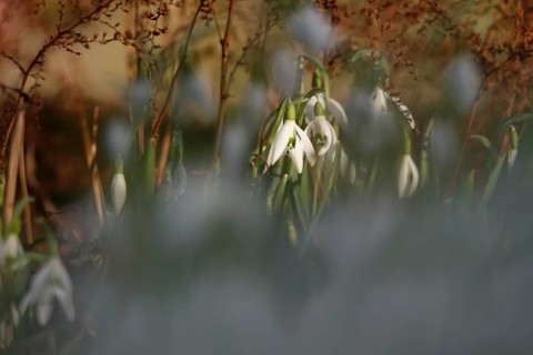 Snowdrops, winter, Germany