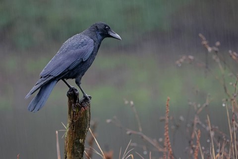 Rabenkrähe lat. Corvus corone, Altvogel auf einem Weidepfahl bei Regenwetter