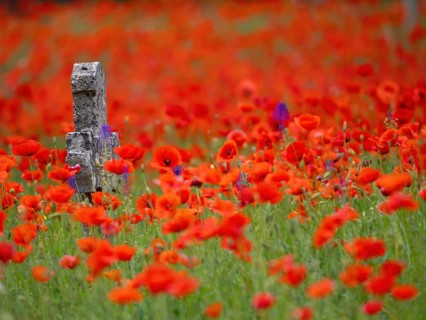 Poppy, poppy, cemetery, gravestone, cross, flowers, poppies, Tiszaalp-r, Kiskuns-gi National Park,
