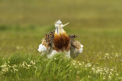 Great Bustard (Otis tarda) male, Castile-La Mancha, Spain