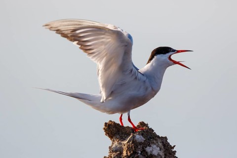 Common Tern (Sterna hirundo) calling, Greece