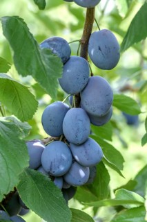 Plum (Prunus domestica 'Hanita'), Federal Republic of Germany