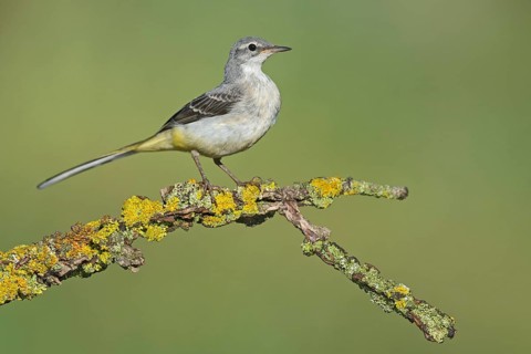 Grey Wagtail (Motacilla cinerea) perched on a lichen covered branch, Aosta Valley, Italy