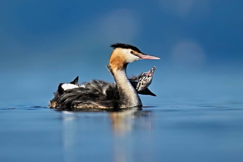 Great Crested Grebe (Podiceps Scalloped ribbonfish), with two chicks in plumage swimming in the