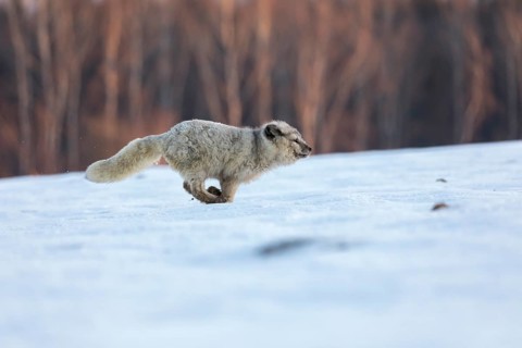One arctic fox (Vulpes lagopus), (white fox, polar fox, or snow fox) running over a snow covered