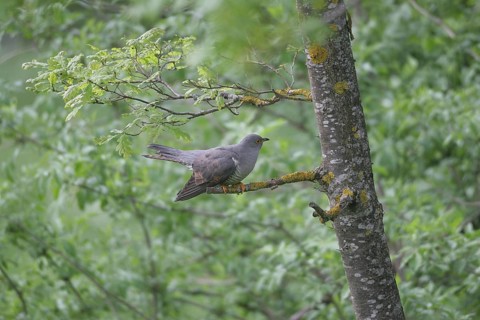 Cuckoo (Cuculus canorus) searching the oak trunk (Quercus) for caterpillars, Allgäu, Bavaria,