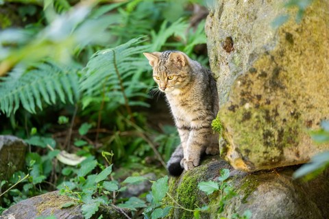 European wildcat (Felis silvestris silvestris) on rock, Hesse, Germany