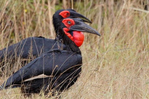 Southern Ground Hornbill, Bucorvus leadbeateri, Botswana, Chobe NP
