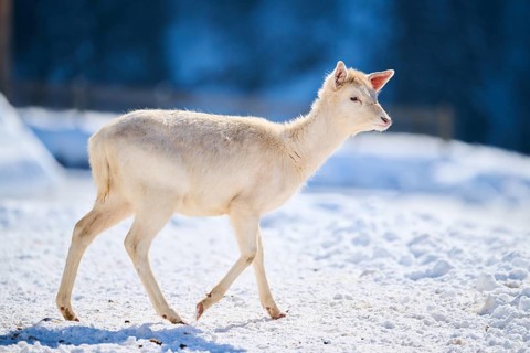 European fallow deer (Dama dama) doe fawn on a snowy meadow in the mountains in tirol, Kitzbühel,