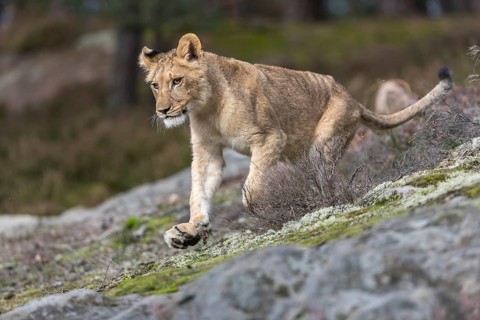 One female young lion (Panthera leo) running at a forest edge. Green vegetation in the background