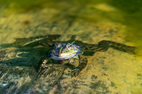 Water frog (Rana esculante), France