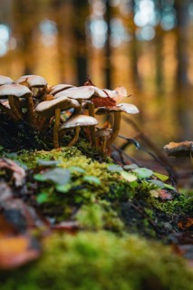 Mushrooms on a mossy ground in an autumnal forest, Calw, Black Forest, Germany