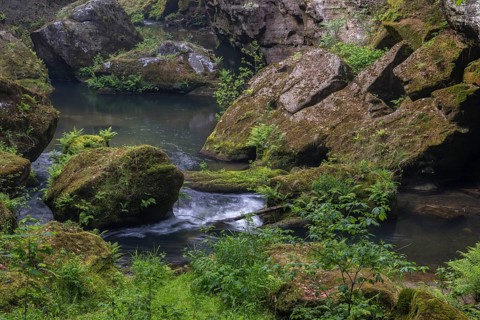 Flowing water with ferns and rocks in the Wild Gorge, river Kamnitz, Hrensko, Ustecky kraj, Czech
