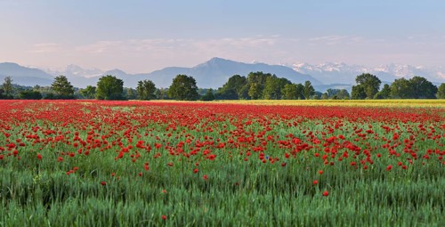 Field of corn poppies, in the background the Rigi, Merenschwand, Freiamt, Canton Aargau,
