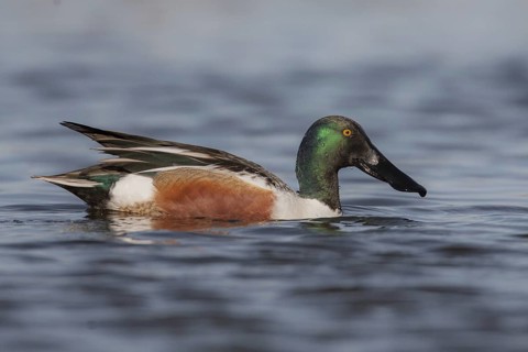 Northern Shoveler (Spatula clypeata) male, California, USA