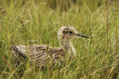 Eurasian Curlew (Numenius arquata) juvenile, Yorkshire Dales, United Kingdom