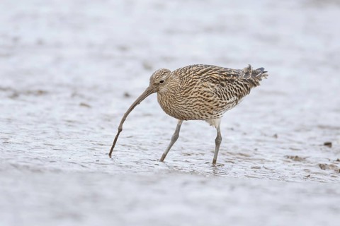 Eurasian curlew (Numenius arquata) adult wading bird pulling up a lugworm from a mudflat, Norfolk,