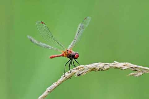 Scarlet Dragonfly (Crocothemis erythraea), with open wings on a blade of grass, Switzerland