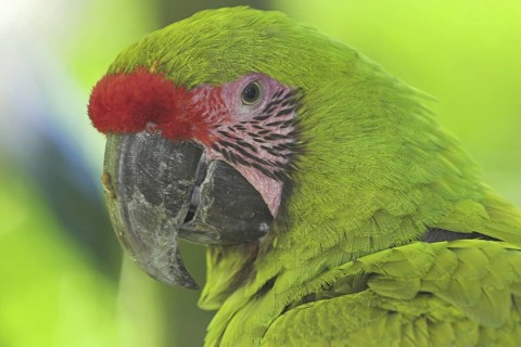 Great Green Macaw (Ara ambiguus), Costa Rica