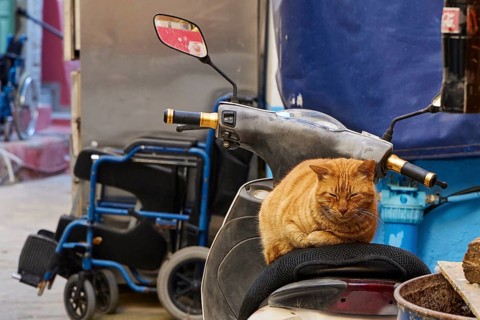 An orange-coloured cat lies comfortably on a scooter. In the background urban street scene, Symi