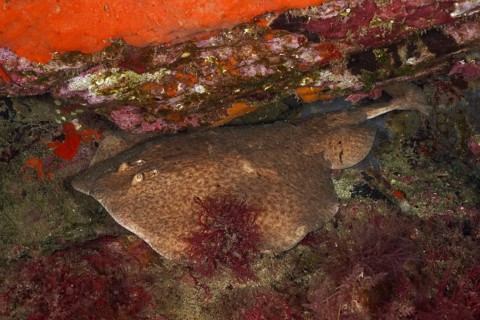 A marbled electric ray (Torpedo marmorata) hides in a rocky reef under water. Dive site Cap de