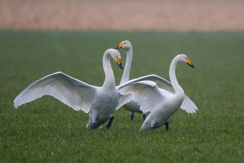 Whooper Swan (Cygnus cygnus) group flying, North Rhine-Westphalia, Germany