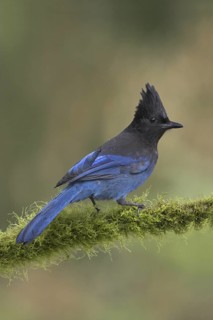 Steller's Jay (Cyanocitta stelleri), British Columbia, Canada