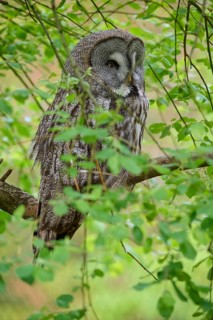 Barred owl (Strix nebulosa), sitting on a branch, surrounded by green foliage and natural