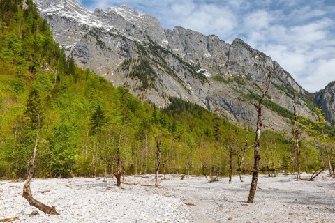Dead beeches (Fagus) in the ice ditch at Königssee, beech family (Fagaceae), Königssee,