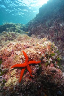 Mediterranean red sea star (Echinaster sepositus) in the Mediterranean Sea near Hyères. Dive site