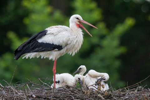 White Stork (Ciconia ciconia) with juveniles in nest, North Rhine-Westphalia, Germany