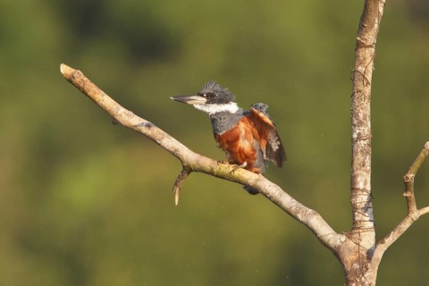 Ringed Kingfisher (Megaceryle torquata), Ecuador