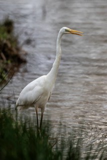Great White Egret (Ardea alba), Emsland, Lower Saxony, Germany