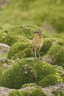 Tawny Antpitta (Grallaria quitensis), Ecuador