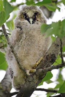 Long-eared Owl (Asio otus), Burgenland, Austria